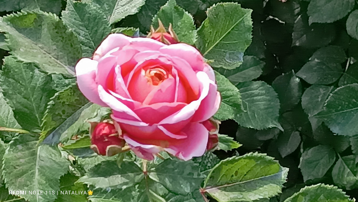 Роза Мэри Энн (Mary Ann)