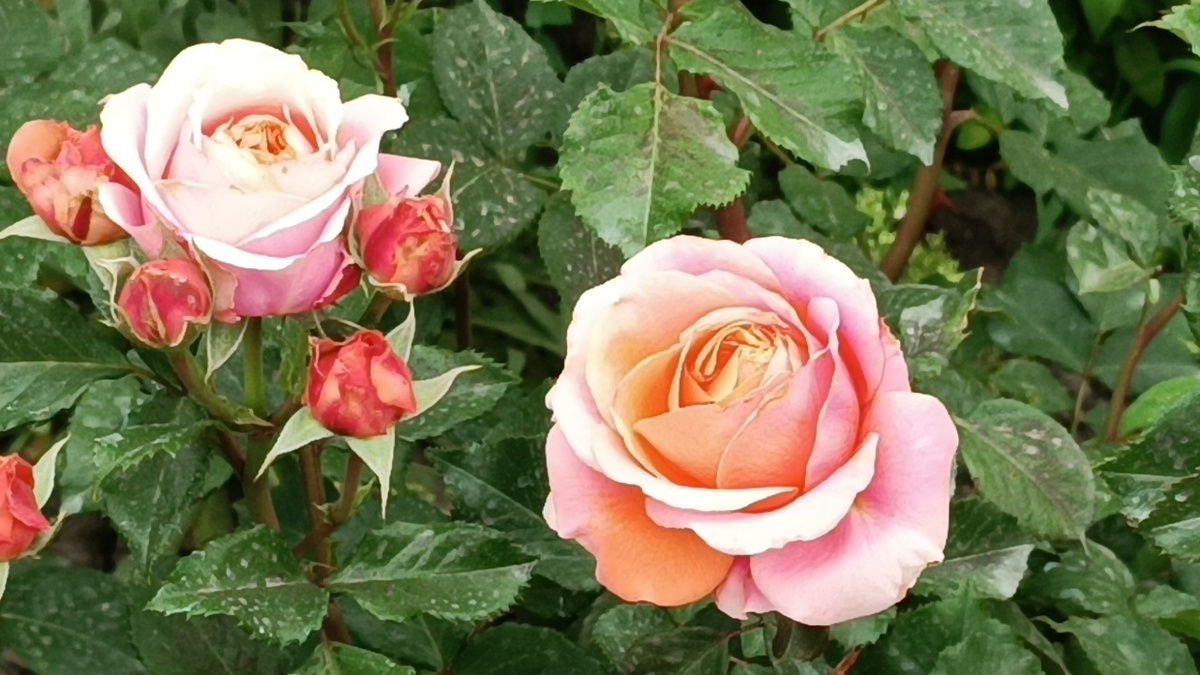 Роза Мэри Энн (Mary Ann)