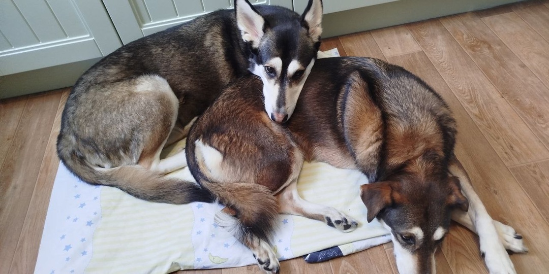 Мы не планировали отдавать им этих собак, а они и не планировали их заводить: история Йолы и Хьюши