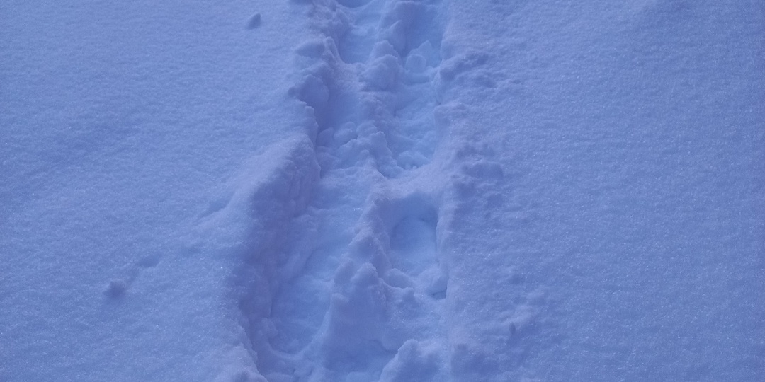 27.01.2026. Снег нас засыпал