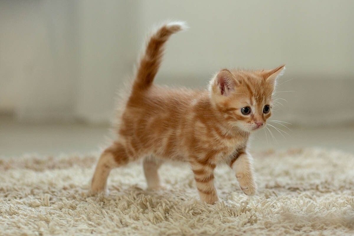 Рыжий — необычный окрас. Важно, чтобы имя тоже было особенным. Источник: Leningradskaya Mariya / Shutterstock / FOTODOM📷
