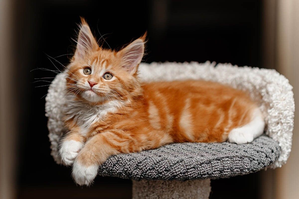 Хозяева вкладывают в клички особый смысл. Источник: Anton Pentegov / Shutterstock / FOTODOM📷
