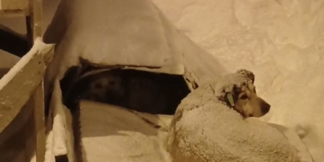 У замерзающих собак отняли подстилки, выбросили их картонный домик, еду и не дали спасти