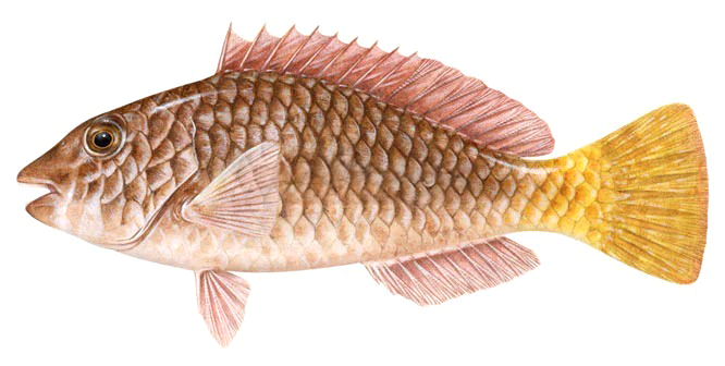 Sparisoma rubripinne