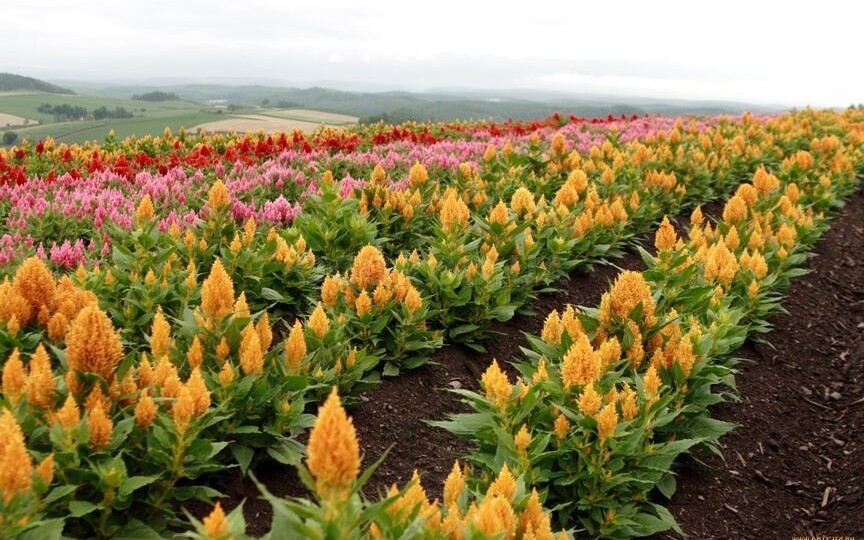 Амарант для еды: вкус, текстура, рецепты и ошибки — как приготовить амарант правильно