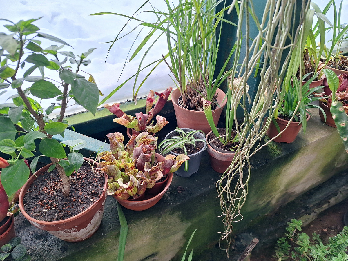 <== Субтропическая оранжерея. ==>