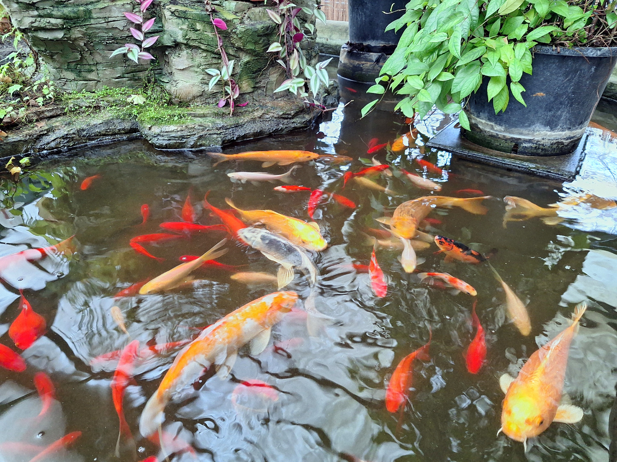 <== Субтропическая оранжерея. ==>