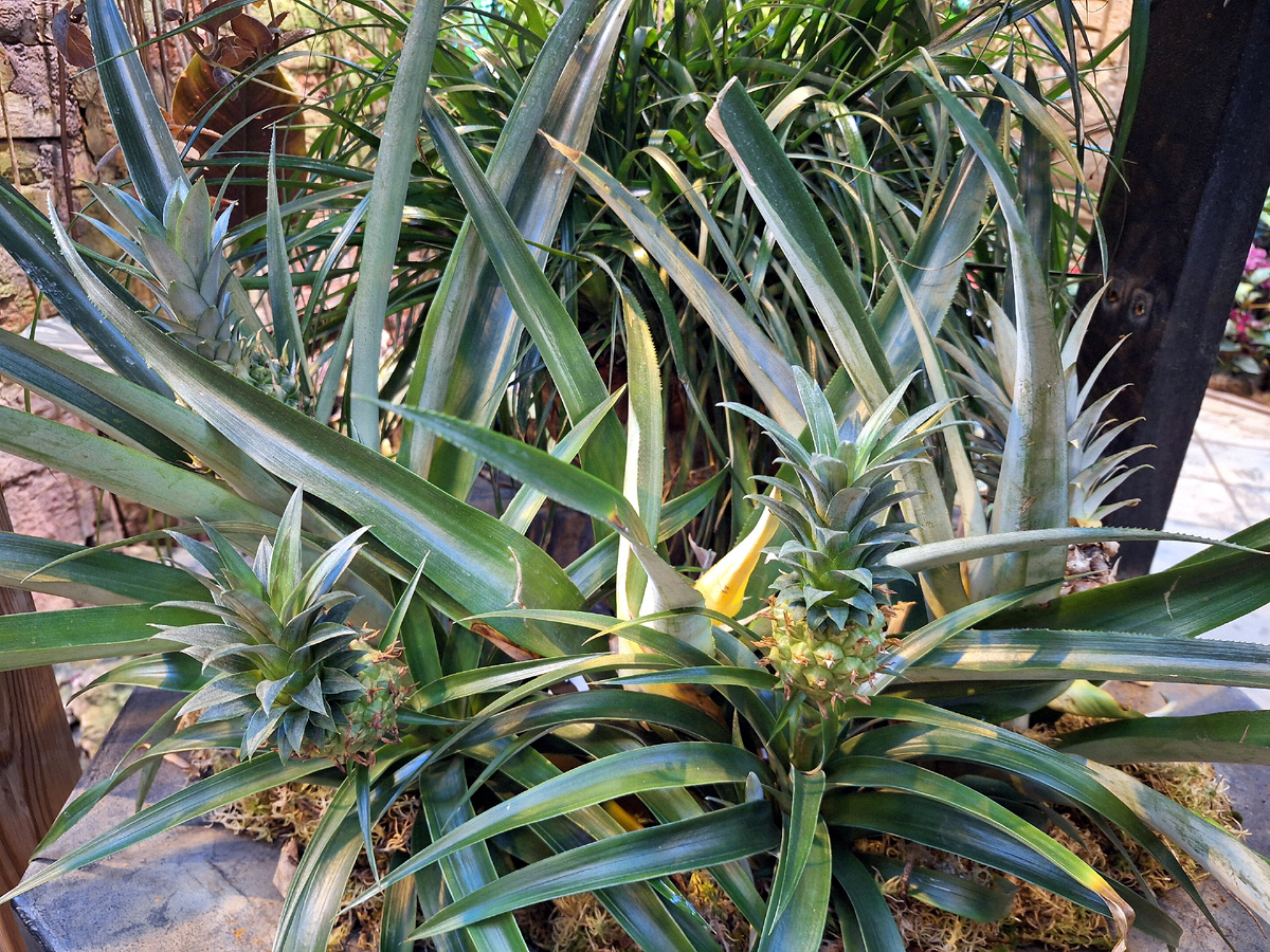 <== Пальмовая оранжерея. ==>