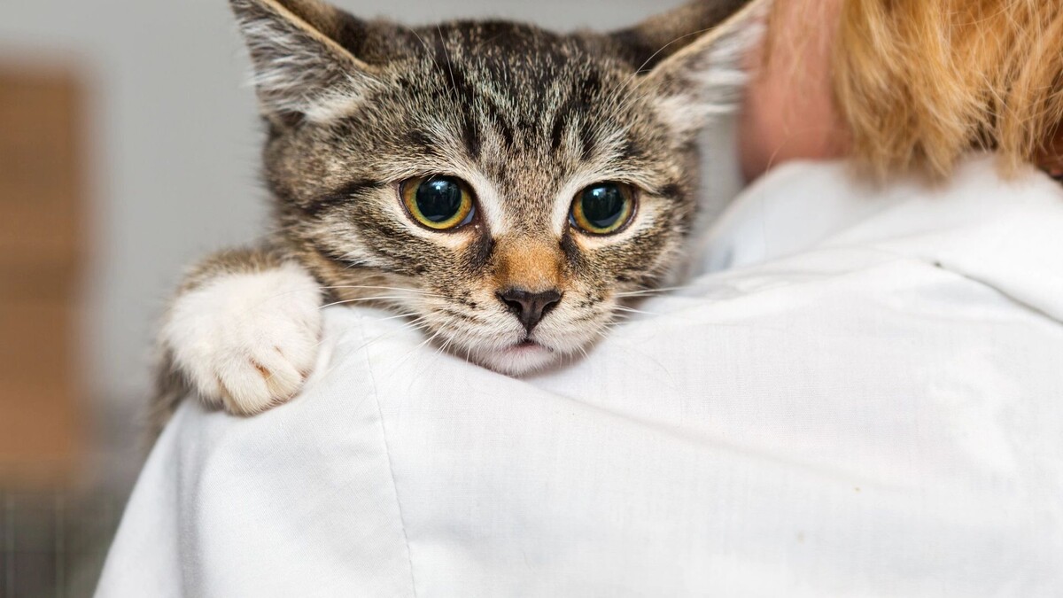    Фото: Okssi/Shutterstock/Fotodom