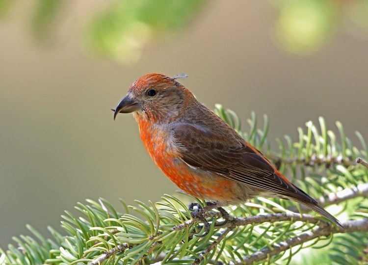 Клёст-еловик