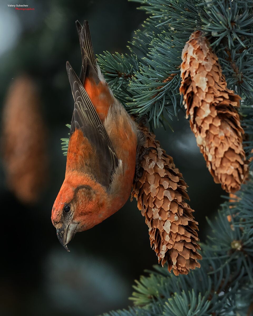 Клёст-еловик