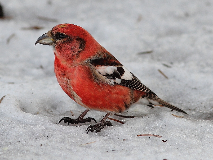 Клёст белокрылый