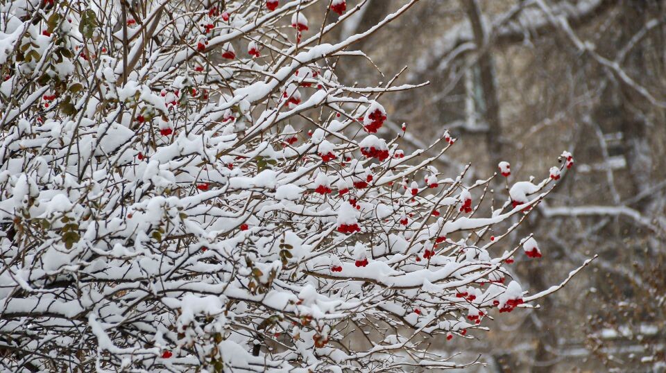    После снегопада в Барнауле. Зима. Источник: Виталий Барабаш