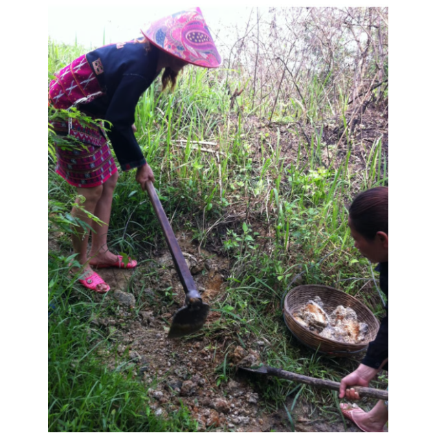 Копать тоже нужно строго на местной почве, чтобы сохранить свойства традиционных горшков