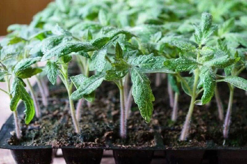 💡 Рулон фольги за 50 рублей делает рассаду в 2 раза толще — проверил на своих томатах