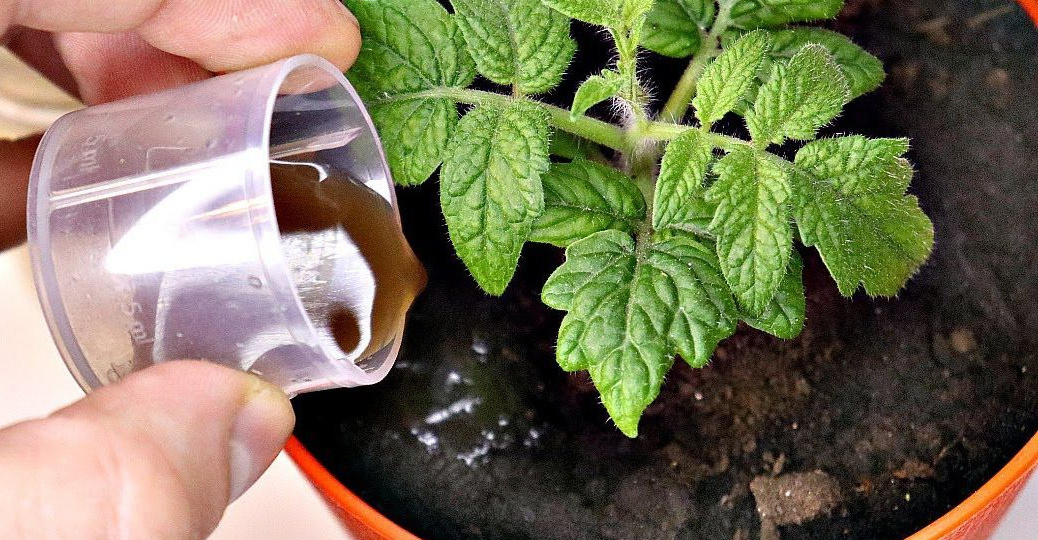 Рабочие горячие подкормки для рассады: как сделать ее крепкой и здоровой