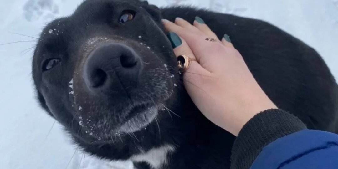 Холод собачий и кошачий. Как волонтёры спасают бездомных животных в морозы