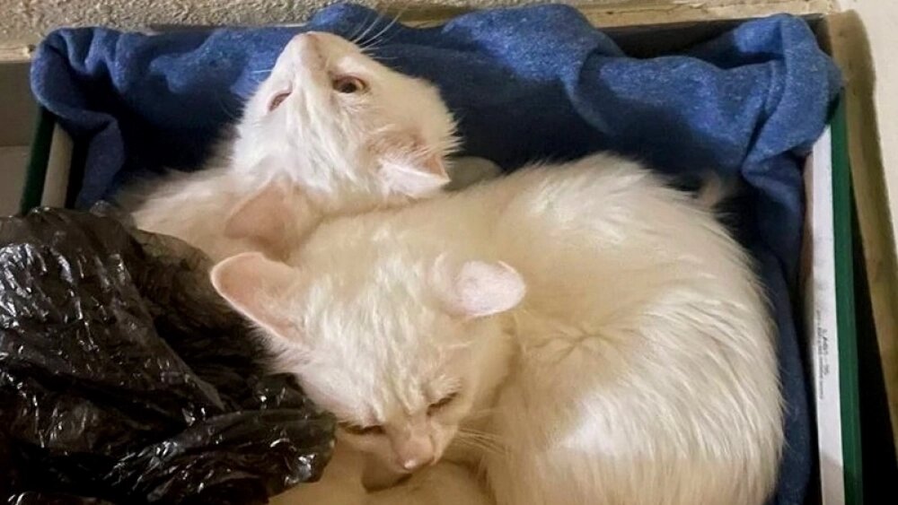    Волонтёры рассказывают, что ангорских кошек в квартире было около пятидесяти. Фото: из соцсетей