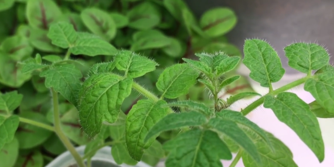 Вся рассада попёрла в росте после «индуской» подкормки. Смешиваю молоко с 2 ложками «порошка»