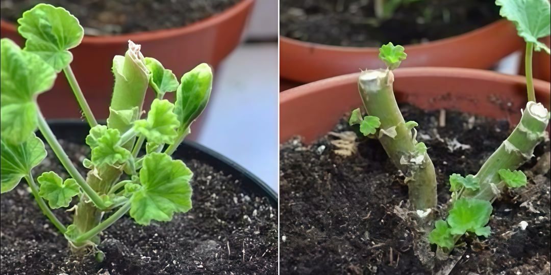 В феврале-марте обрезаю герань по схеме 3-5-7. Через 30 дней куст превращается в пышную шапку