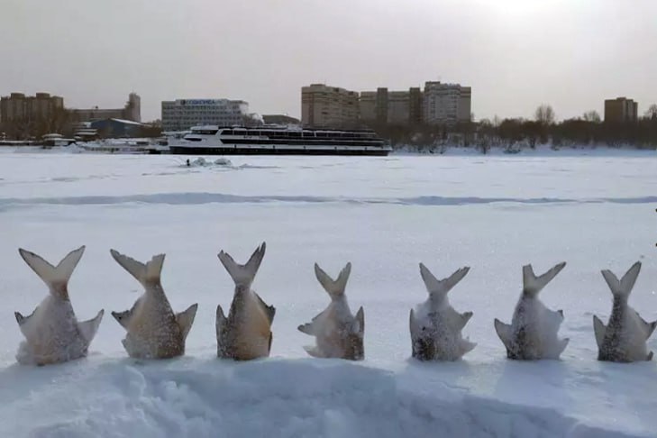    Фото: fishingsib.ru