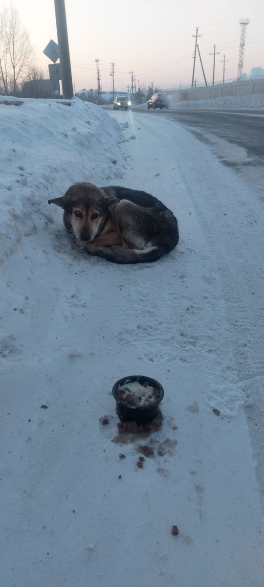 Пёс уже не мог встать, вмерз в землю. 