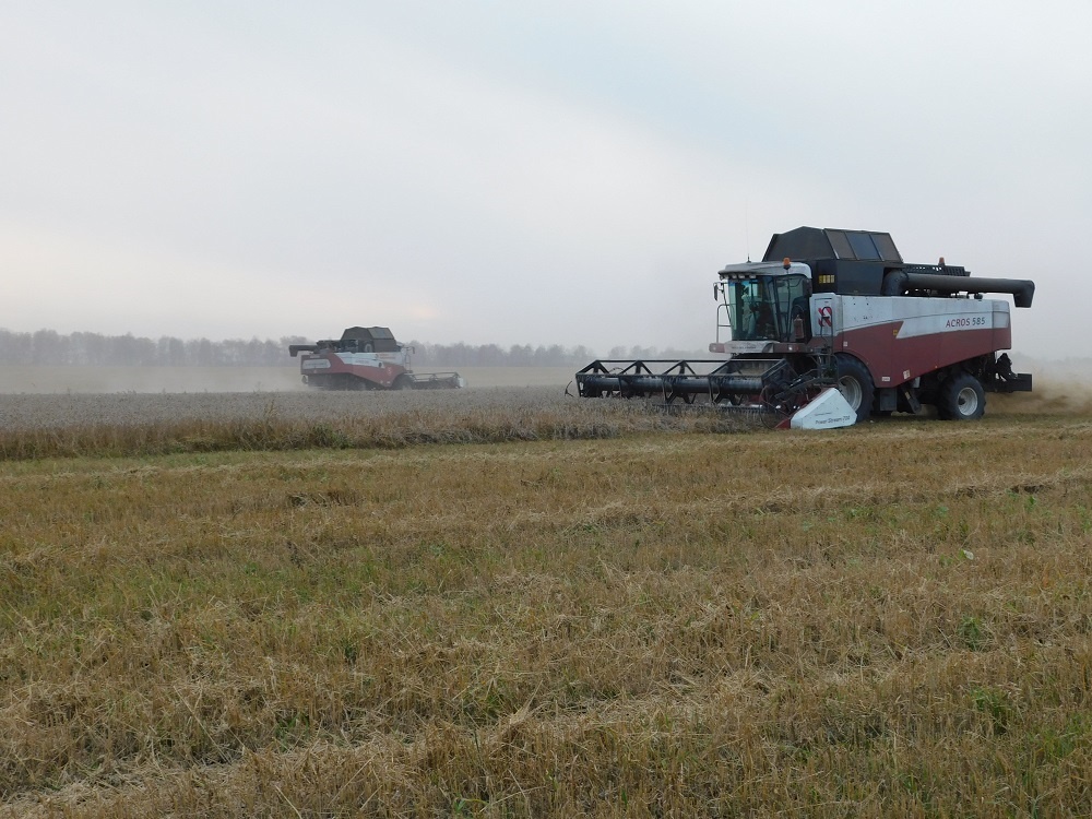    На одном поле работают 13 комбайнов. Территория огромная, вся техника сразу не попадает в кадр. Фото Анны Зубаревой
