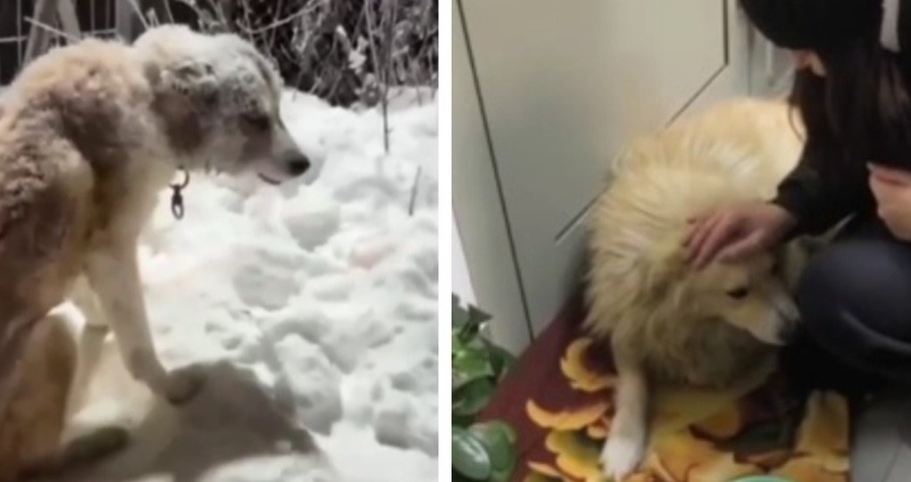 Волонтёры в Новосибирске спасли десятки животных в морозы до -43 градусов