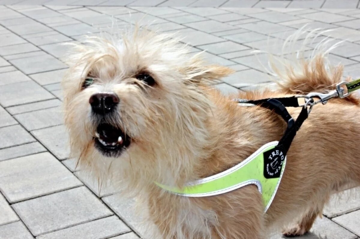    В тульском муниципалитете ищут, кто займётся отловом бездомных животных