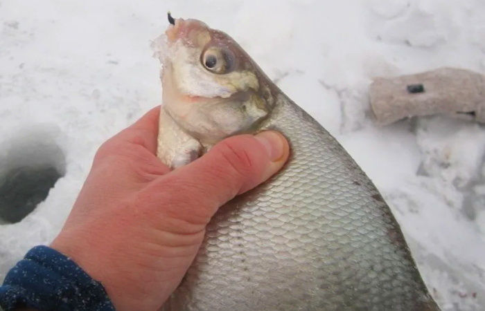 Лещ зимой: стратегии успешной ловли в холодный сезон