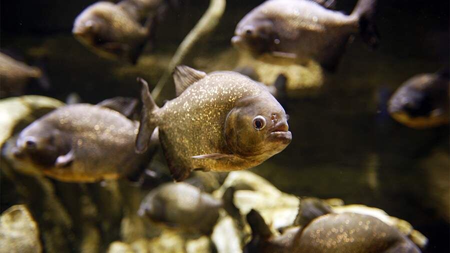    Фото: Global Look Press/Jochen Tack