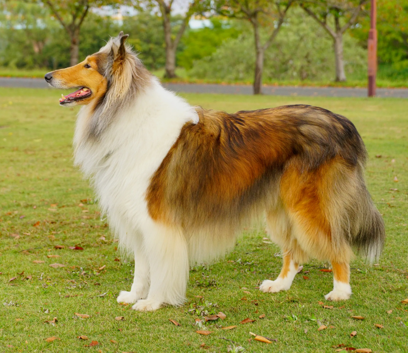 примерно так выглядел Тоби, фото очень похоже!