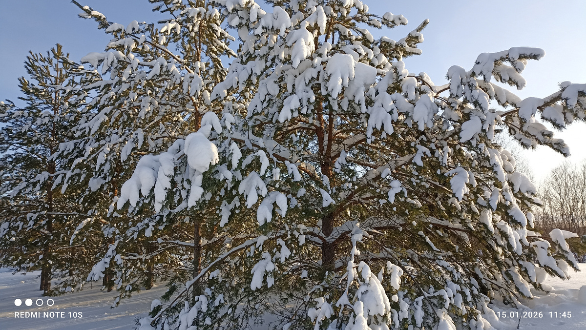  Сосны в снегу. Фото автора.
