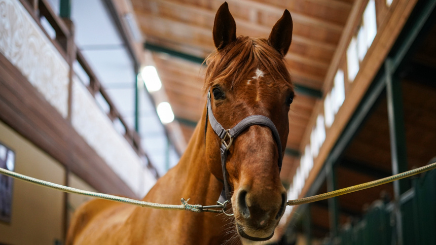    Фото: ИЗВЕСТИЯ/Сергей Лантюхов; 5-tv.ru