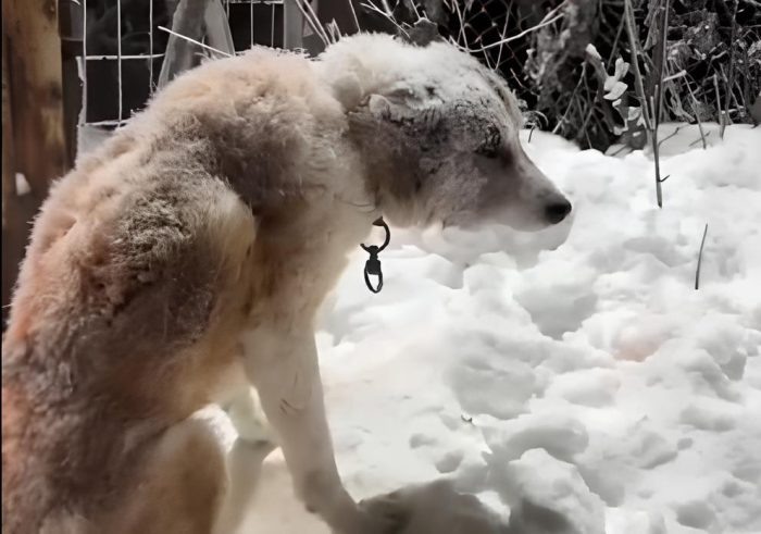 «Собак приходилось отдирать ото льда»: новосибирцы помогли пережить морозы бездомным животным
