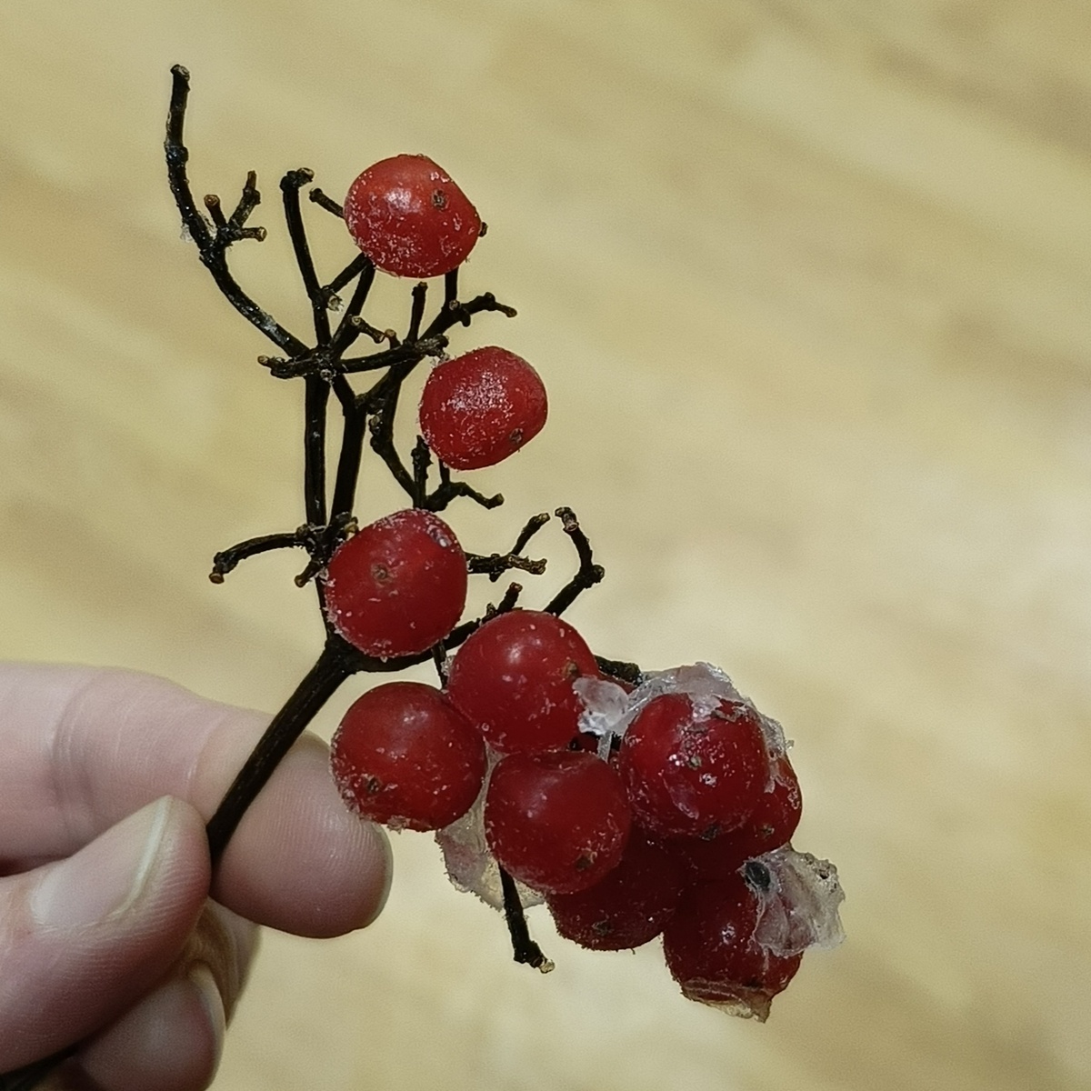 Калина из леса свежемороженая 