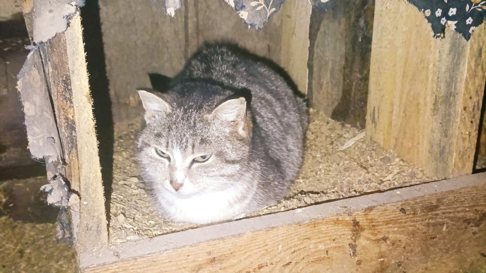 Доброе утро 😄 Жаль что наша кошка яиц не несёт 😂😂😂 Не быть мне яичным магнатом