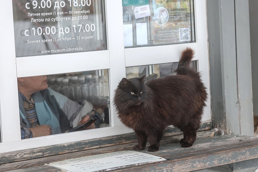    Сейчас в центре Изборска сидят коты и ждут фотографов. Завсегдатаи музейного квартала, они одержимы желанием позировать. / Фото: Сергей Куксин/РГ