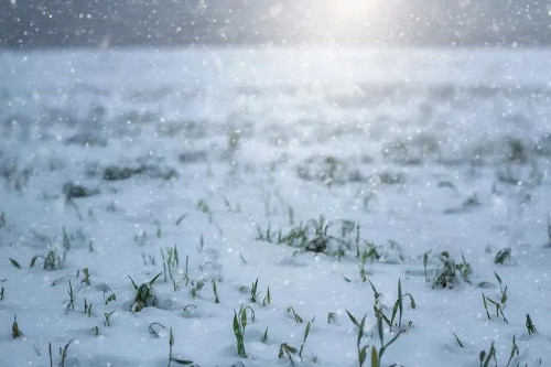    Фото правительства РО Татьяна Пшеничная