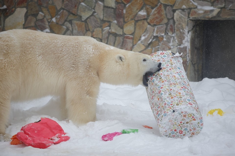    Тропических мерзляков переселили в более теплые помещения, а привыкшие к холодам животные радуются морозной зиме. Фото: Ленинградский зоопарк
