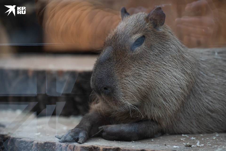    Да, бассейн теплый есть. Но вот джакузи не хватает... Алексей БУЛАТОВ