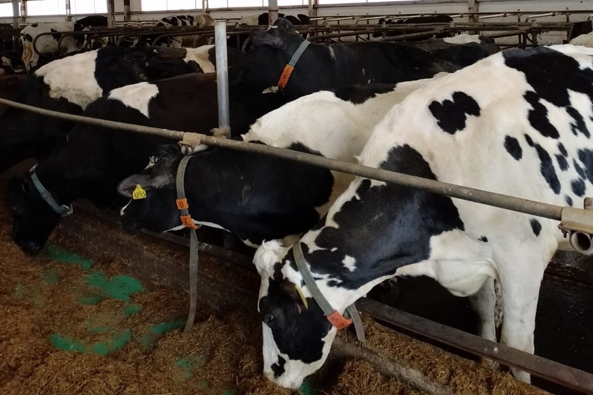    Фото: АПК_КОМИ, источник t.me apk_komi