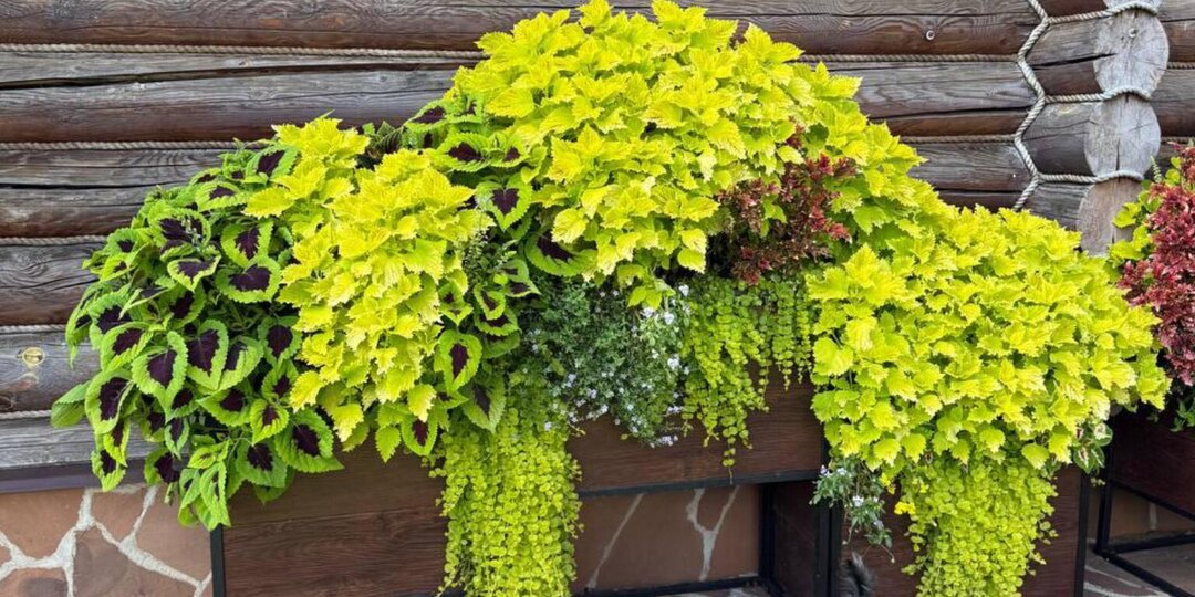 Цветы для тех, кто не любит «танцы с лейкой»: мой список самых неприхотливых растений