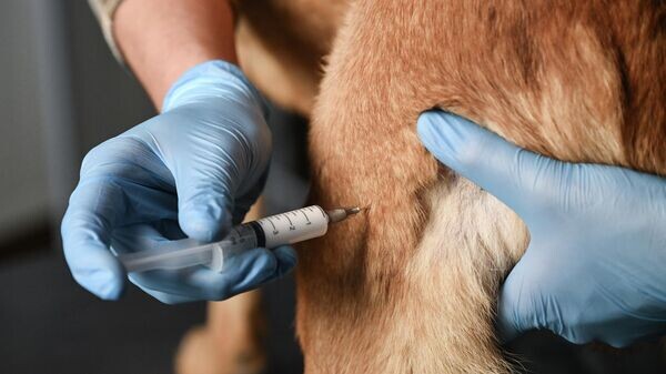    © Sputnik / Константин Михальчевский