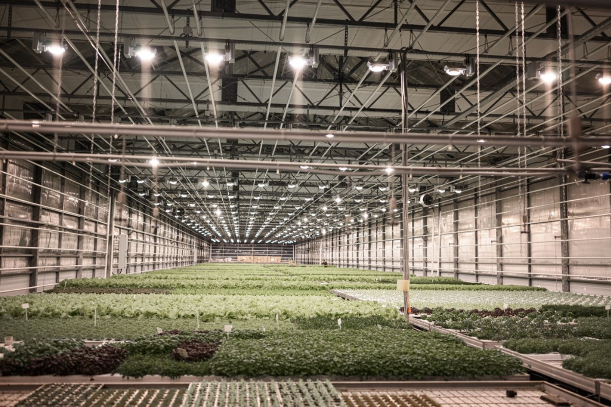 Овощи, выращенные в вечной мерзлоте: Якутск и чудо-теплицы