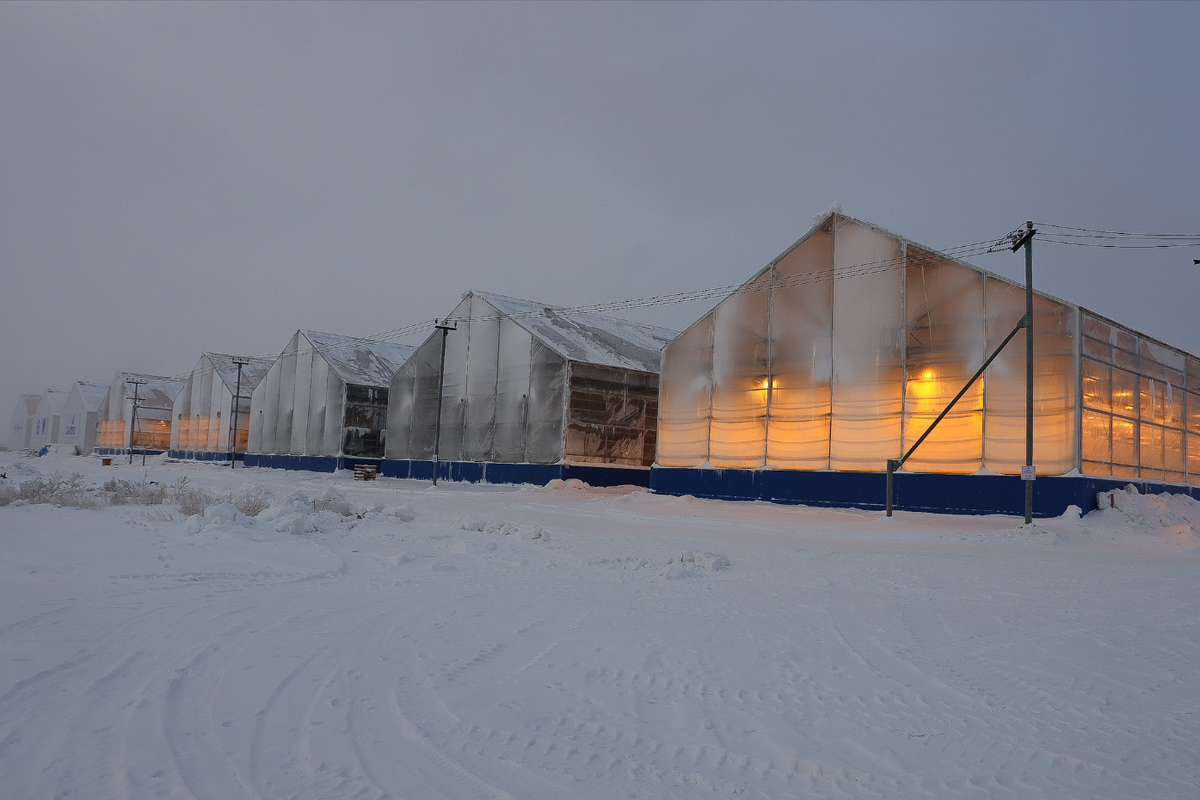Овощи, выращенные в вечной мерзлоте: Якутск и чудо-теплицы