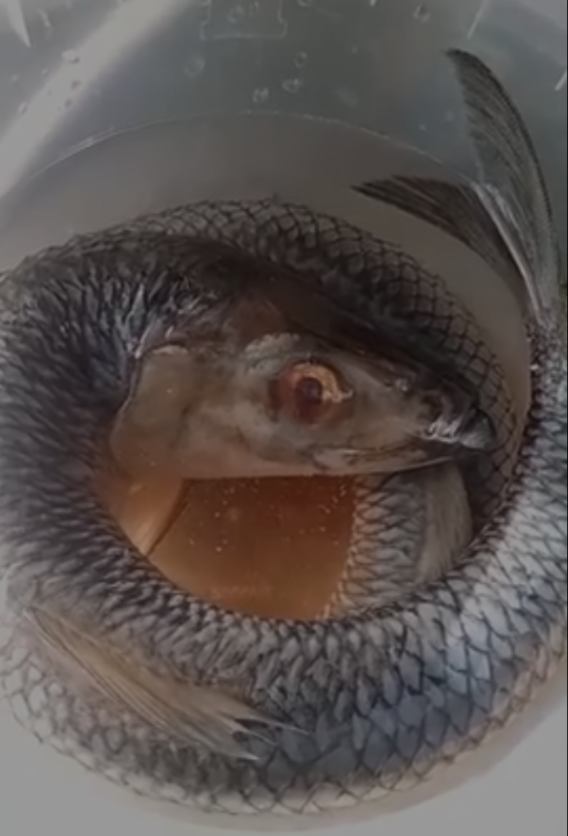 Фото автора. Промыла рыбу в воде