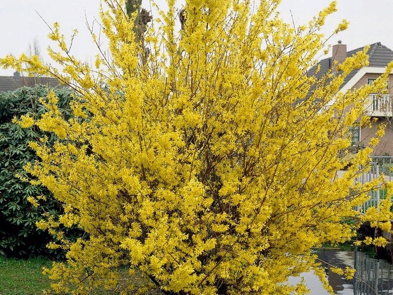 Форзиция. Вдали от города