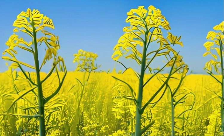    Фото: Медведева Анна, AgroXXI.ru