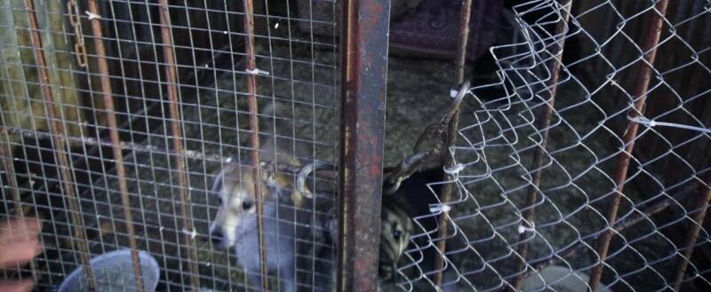 Появились подробности инцидента со спаниелями и таксами, выброшенными на трассе чиновницей